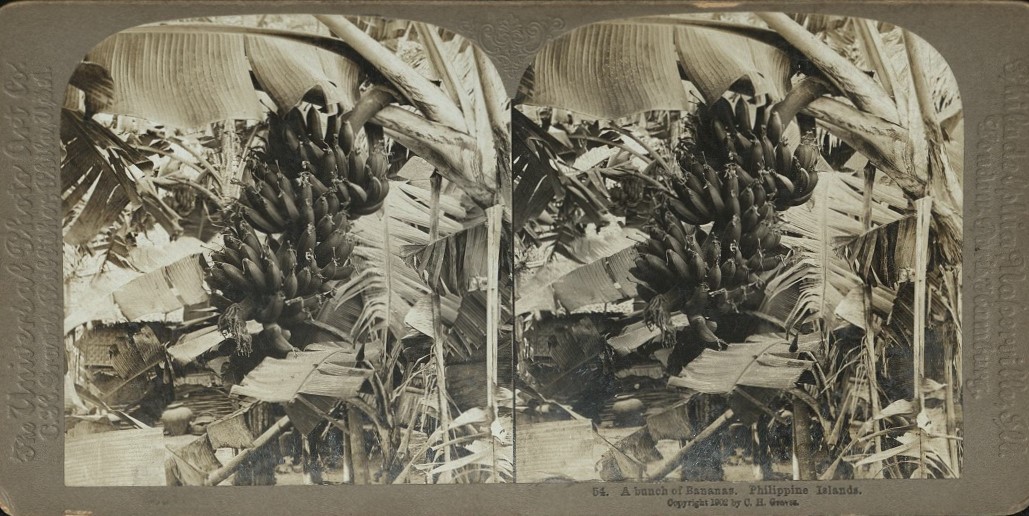 A bunch of Bananas. Philippine Islands.